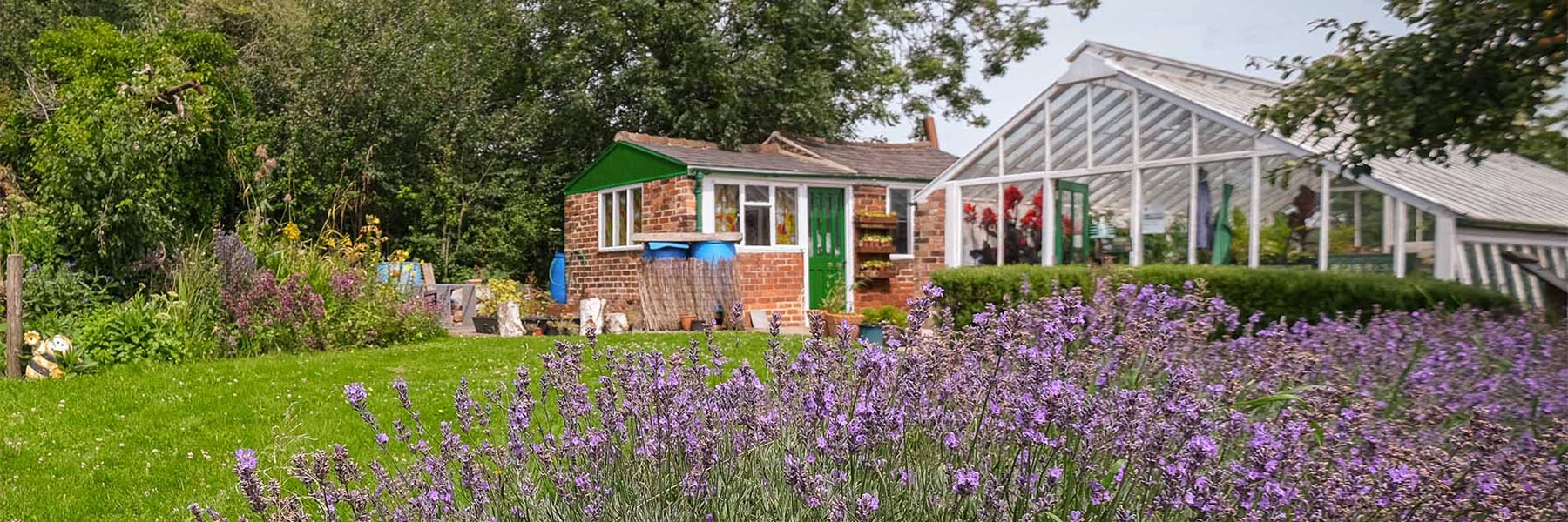 a view of the summerhouse and greenhouse at the STAA heritage garden with lavendar flowering in the foreground