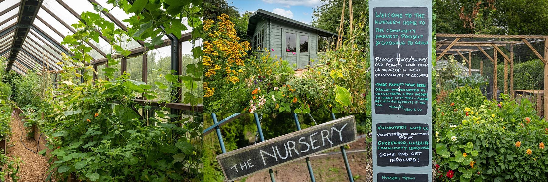 horticulture at St Anns Allotments